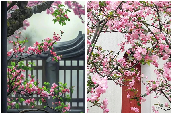 Khu vườn trên sân thượng gây sốt: Cô giáo Tiếng Anh khẳng định không sai lầm khi chi tiền tỷ mua nhà mặt đất để có khuôn viên trồng hoa-22