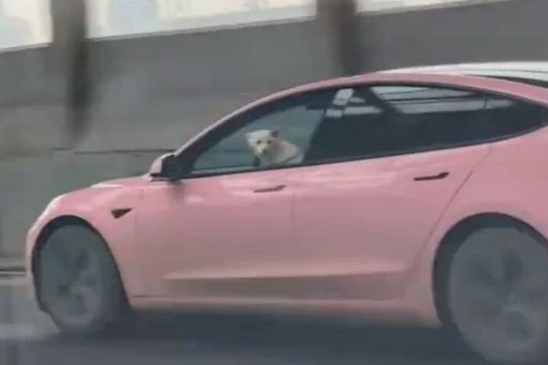 Để chó lái ô tô phóng vun vút gây kinh hãi, người đàn ông bị cảnh sát phạt-1