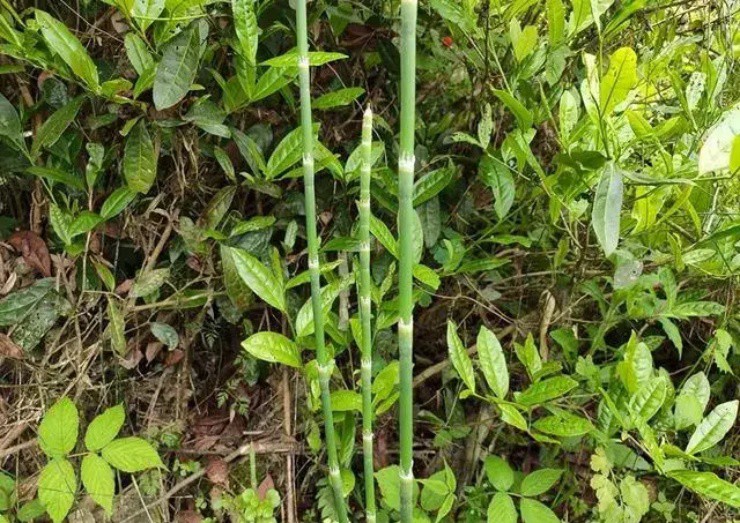 Cây dại trơ trụi không hoa, không lá, biết tận dụng có thể hái ra tiền-1