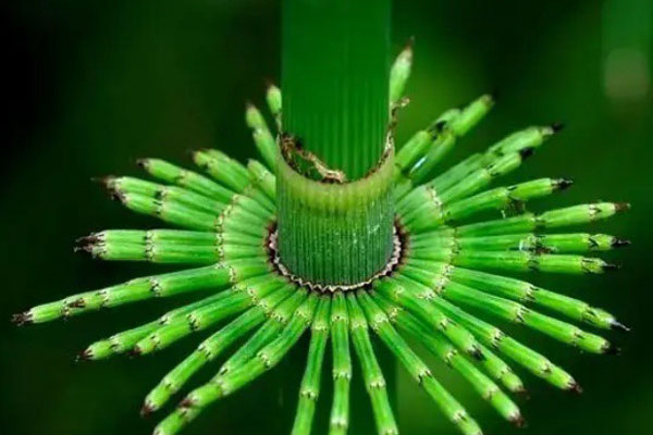 Sự thật về Quýt sim giá 40.000 đồng/kg bán tràn lan trên MXH-4