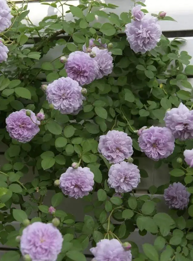 Khu vườn trên sân thượng gây sốt: Cô giáo Tiếng Anh khẳng định không sai lầm khi chi tiền tỷ mua nhà mặt đất để có khuôn viên trồng hoa-3