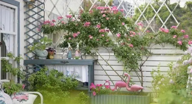 Khu vườn trên sân thượng gây sốt: Cô giáo Tiếng Anh khẳng định không sai lầm khi chi tiền tỷ mua nhà mặt đất để có khuôn viên trồng hoa-4