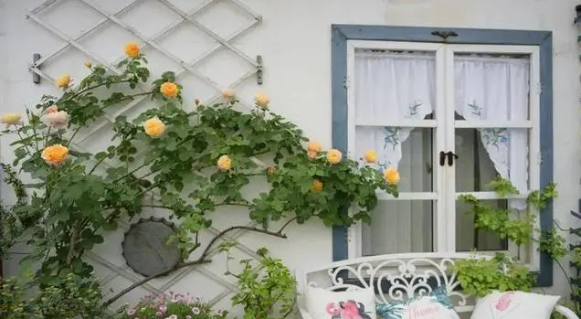 Khu vườn trên sân thượng gây sốt: Cô giáo Tiếng Anh khẳng định không sai lầm khi chi tiền tỷ mua nhà mặt đất để có khuôn viên trồng hoa-5