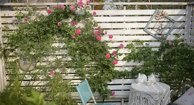 Khu vườn trên sân thượng gây sốt: Cô giáo Tiếng Anh khẳng định không sai lầm khi chi tiền tỷ mua nhà mặt đất để có khuôn viên trồng hoa-7