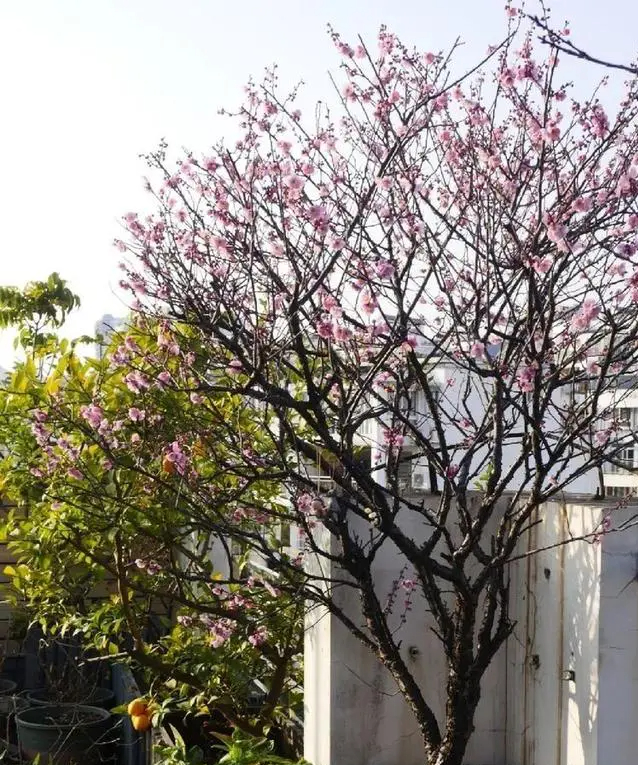 Khu vườn trên sân thượng gây sốt: Cô giáo Tiếng Anh khẳng định không sai lầm khi chi tiền tỷ mua nhà mặt đất để có khuôn viên trồng hoa-8