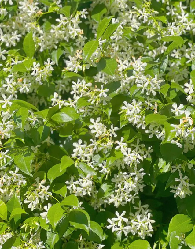 Khu vườn trên sân thượng gây sốt: Cô giáo Tiếng Anh khẳng định không sai lầm khi chi tiền tỷ mua nhà mặt đất để có khuôn viên trồng hoa-10