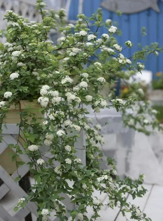 Khu vườn trên sân thượng gây sốt: Cô giáo Tiếng Anh khẳng định không sai lầm khi chi tiền tỷ mua nhà mặt đất để có khuôn viên trồng hoa-11