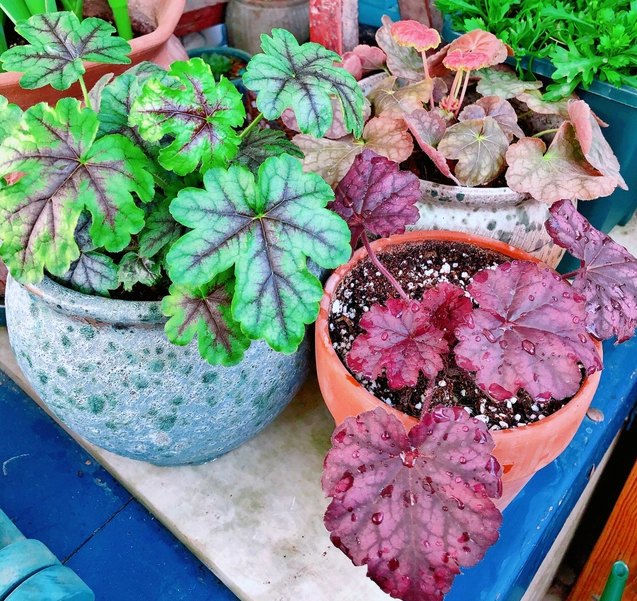 Khu vườn trên sân thượng gây sốt: Cô giáo Tiếng Anh khẳng định không sai lầm khi chi tiền tỷ mua nhà mặt đất để có khuôn viên trồng hoa-12