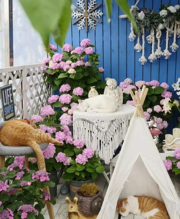 Khu vườn trên sân thượng gây sốt: Cô giáo Tiếng Anh khẳng định không sai lầm khi chi tiền tỷ mua nhà mặt đất để có khuôn viên trồng hoa-19