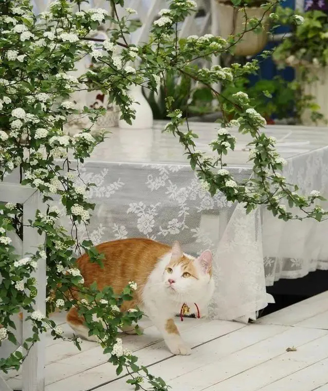 Khu vườn trên sân thượng gây sốt: Cô giáo Tiếng Anh khẳng định không sai lầm khi chi tiền tỷ mua nhà mặt đất để có khuôn viên trồng hoa-21