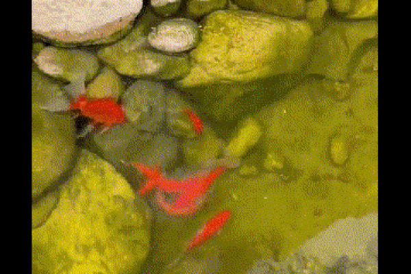 Choáng ngợp trước cảnh đàn chim khổng lồ bất ngờ xuất hiện phủ kín bầu trời-1