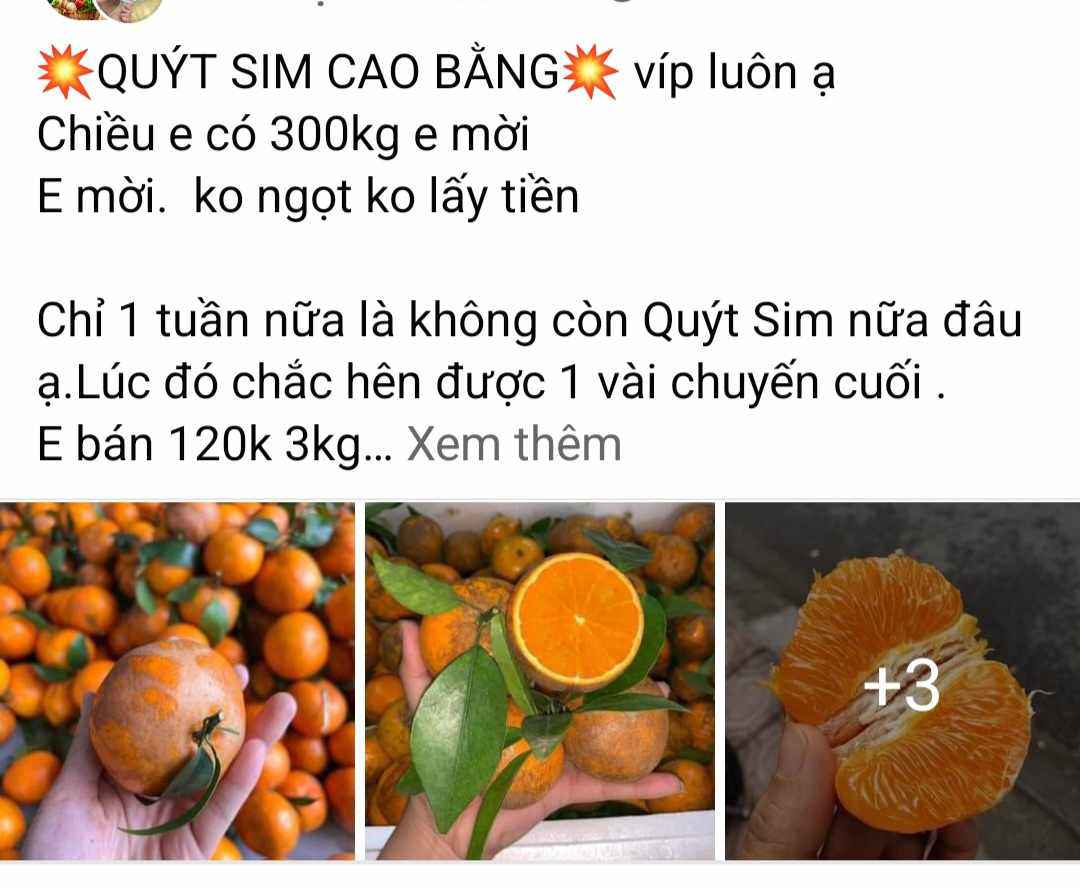 Sự thật về Quýt sim giá 40.000 đồng/kg bán tràn lan trên MXH-1