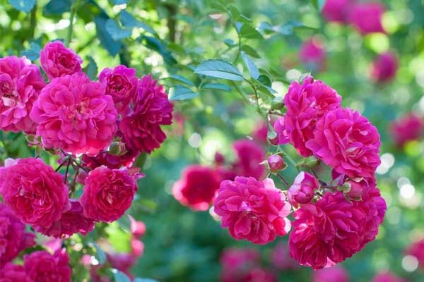 Tử vi tuần mới (15/4 - 21/4): 4 con giáp được Thần tài cưng chiều, tiền bạc lẫn sự nghiệp đều lên hương-5