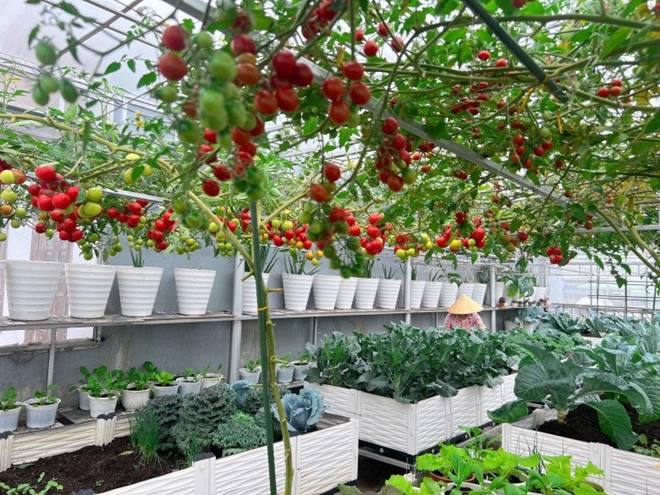 Làm vườn trên sân thượng để chữa bệnh, mẹ đảm Đà Nẵng nhận về nhiều hơn mong đợi-3