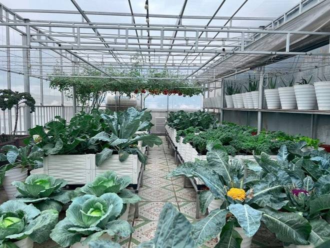 Làm vườn trên sân thượng để chữa bệnh, mẹ đảm Đà Nẵng nhận về nhiều hơn mong đợi-4