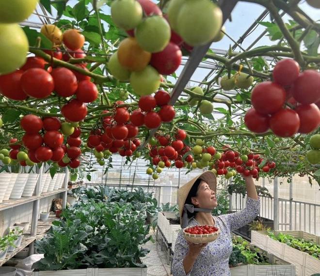 Làm vườn trên sân thượng để chữa bệnh, mẹ đảm Đà Nẵng nhận về nhiều hơn mong đợi-6