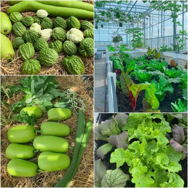 Làm vườn trên sân thượng để chữa bệnh, mẹ đảm Đà Nẵng nhận về nhiều hơn mong đợi-10