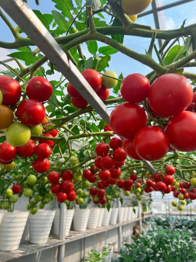 Làm vườn trên sân thượng để chữa bệnh, mẹ đảm Đà Nẵng nhận về nhiều hơn mong đợi-11