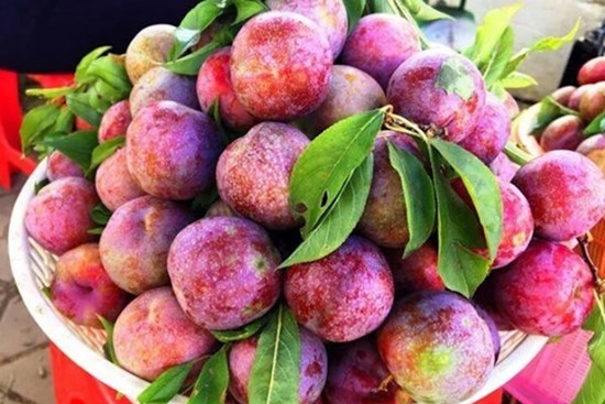 Công dụng chữa bệnh của quả mận bạn nên biết