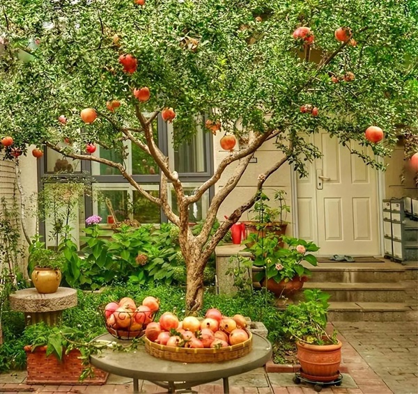 Nhà giàu thích trồng 6 cây cảnh này, hoa đẹp, quả ngon, gia đình phú quý càng thêm thịnh vượng-1