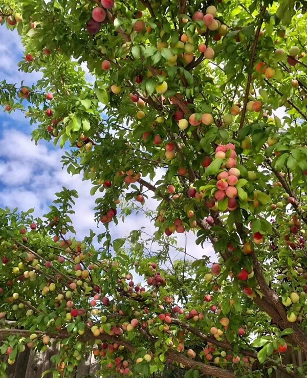 Nhà giàu thích trồng 6 cây cảnh này, hoa đẹp, quả ngon, gia đình phú quý càng thêm thịnh vượng-5