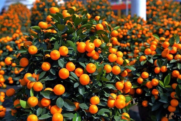 Nhà giàu thích trồng 6 cây cảnh này, hoa đẹp, quả ngon, gia đình phú quý càng thêm thịnh vượng-6