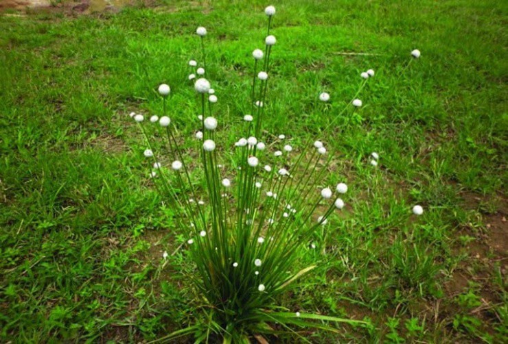 Thấy tuyết” mọc trên cỏ đừng bỏ qua, đây chính là mỏ vàng”-1