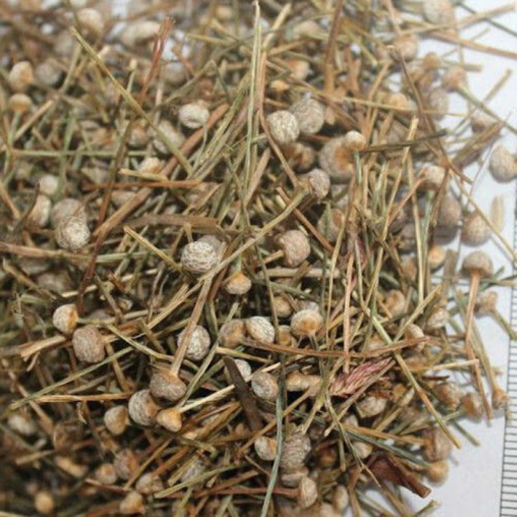 Thấy tuyết” mọc trên cỏ đừng bỏ qua, đây chính là mỏ vàng”-2