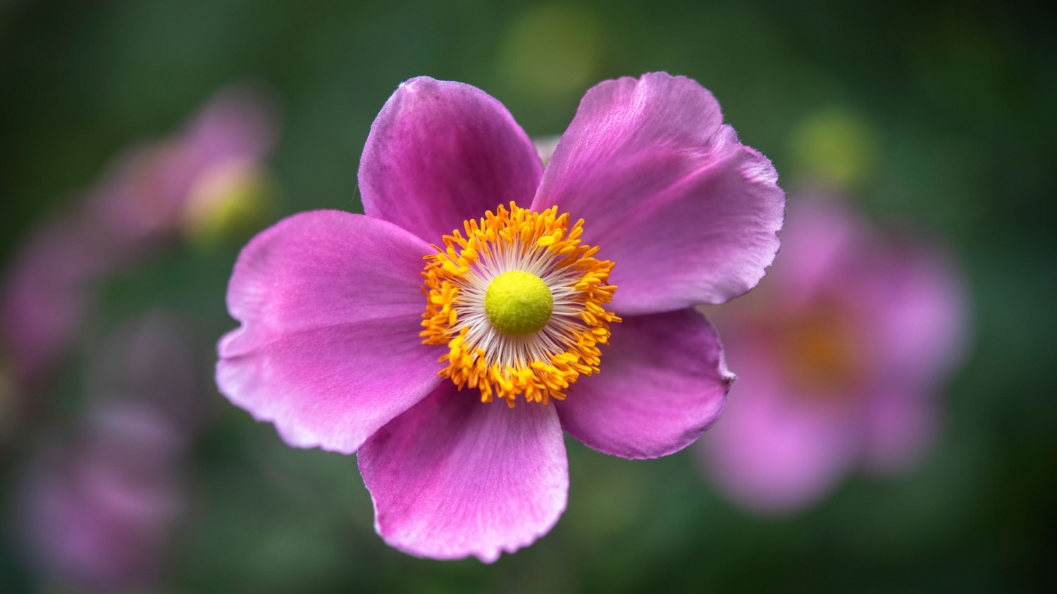 3 con giáp được hưởng lộc trời, thời gian tới hết khó hết khổ, làm đâu thắng đấy-1