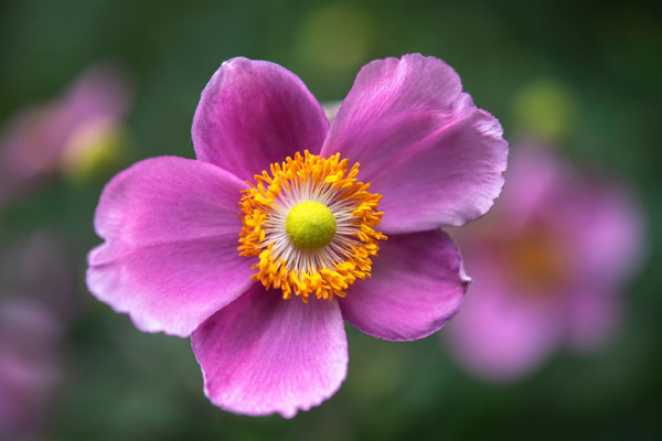 Đếm tiền mỏi tay: 3 năm liền 4 con giáp này ngập tràn trong tài lộc!-5