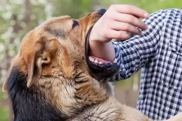 Chó cắn người bị chủ đập chết ném xuống sông dương tính bệnh dại-1