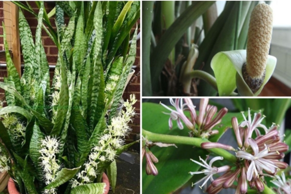 Loại cây cảnh cực hiếm khi ra hoa-1