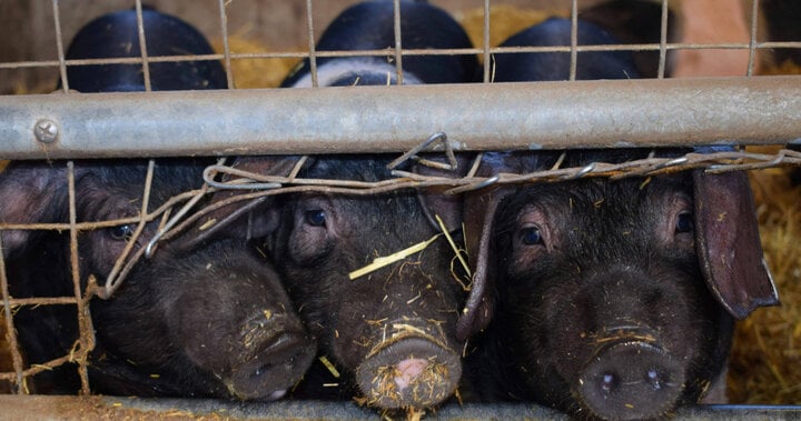 Bể phốt ở trại lợn Trung Quốc tỏa khí độc khiến 7 người tử vong-1