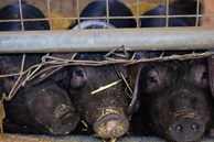 Bể phốt ở trại lợn Trung Quốc tỏa khí độc khiến 7 người tử vong