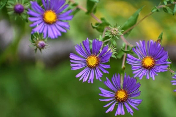 Tử vi ngày 15/4: 3 con giáp đón trời quang mây tạnh, tài lộc rực rỡ, làm gì cũng thu hoạch lớn-2