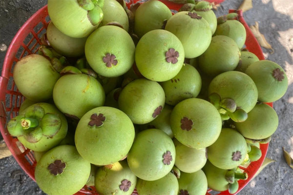 Loạn giá măng cụt xanh đầu mùa, có nơi rao gần 1 triệu đồng/kg-1