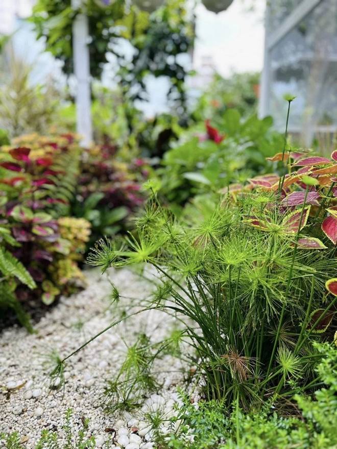 Có khu vườn mát rượi rộng 10.000m2, nữ ca sĩ núp dưới gốc cây trốn cái nóng xì khói của Sài Gòn-5