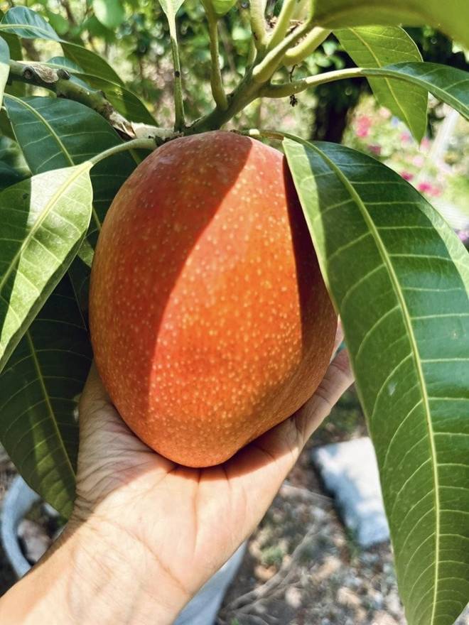 Có khu vườn mát rượi rộng 10.000m2, nữ ca sĩ núp dưới gốc cây trốn cái nóng xì khói của Sài Gòn-10