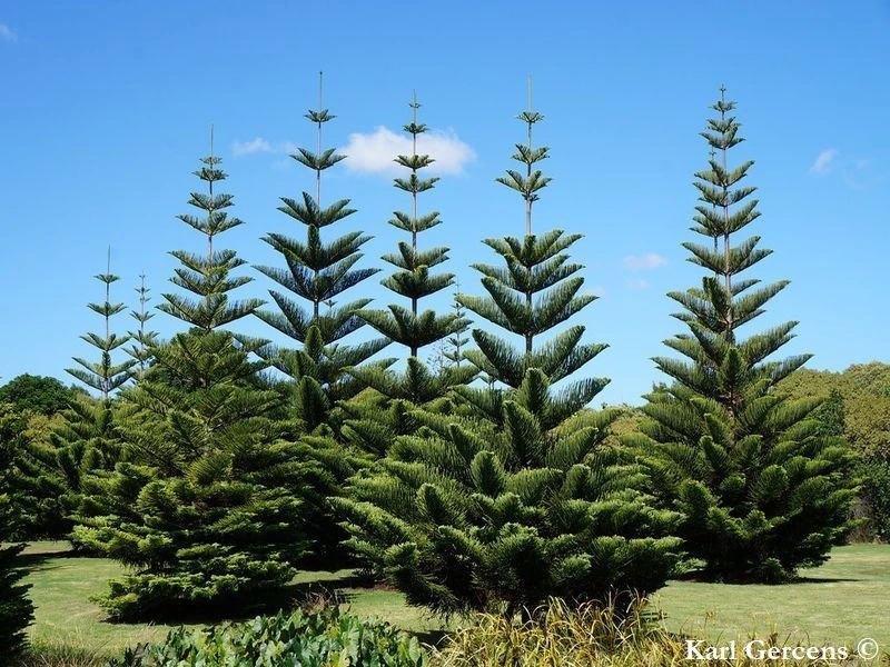 Người xưa dặn: 3 cây không thể chặt, nếu không phước lành tiêu tán, nghèo khó đi cùng”-1