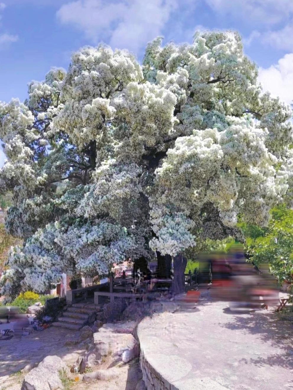 Người xưa dặn: 3 cây không thể chặt, nếu không phước lành tiêu tán, nghèo khó đi cùng”-2