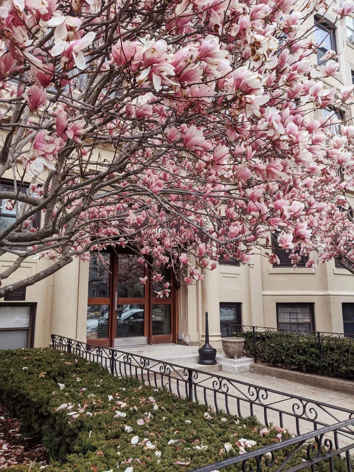 Người xưa dặn: 3 cây không thể chặt, nếu không phước lành tiêu tán, nghèo khó đi cùng”-3