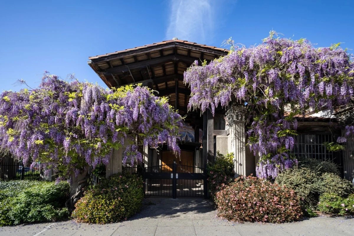 Người xưa dặn: 3 cây không thể chặt, nếu không phước lành tiêu tán, nghèo khó đi cùng”-4