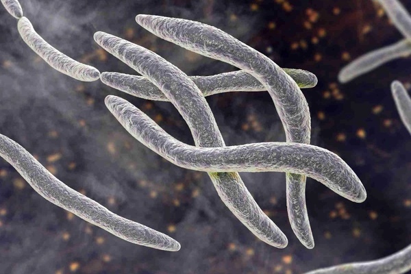 Xác định liên hệ chết người giữa vi khuẩn miệng và ung thư-1