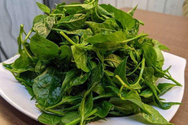 Loại lá tươi không ai ngó, đem phơi khô công dụng vàng 10 bán 400.000 đồng/kg-5