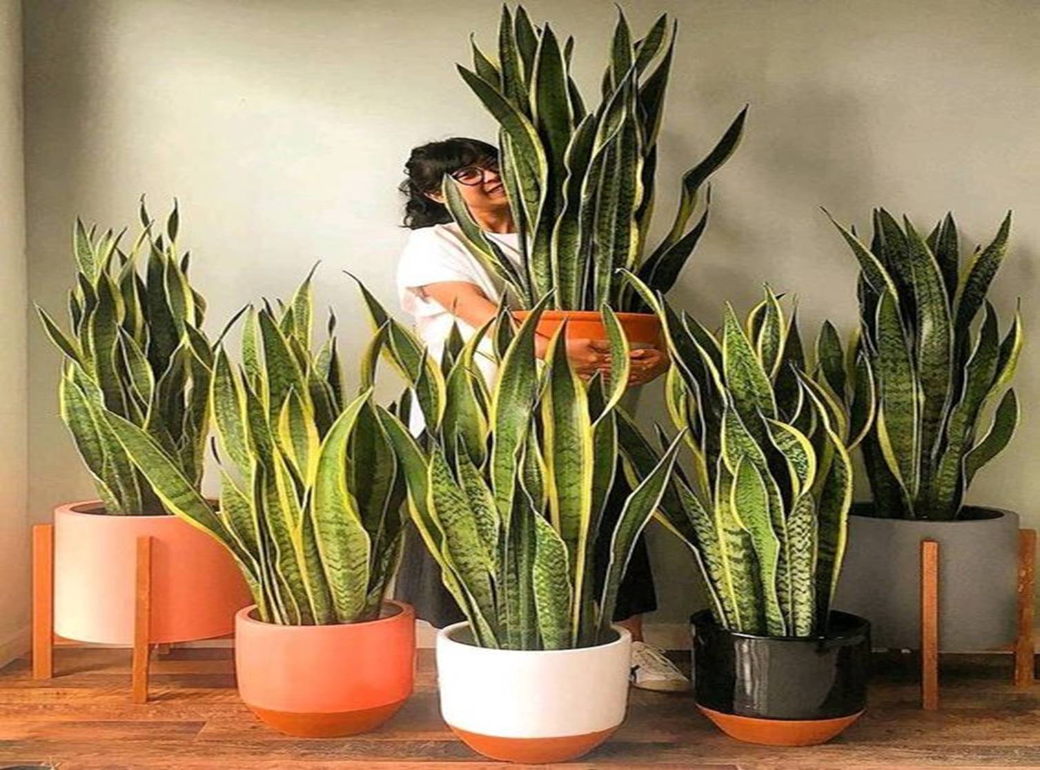 Ban công nhà giàu chuộng nhất 5 cây cảnh này: Thanh lọc không khí, tốt cho sức khỏe lại giúp chủ nhân hút may mắn-4