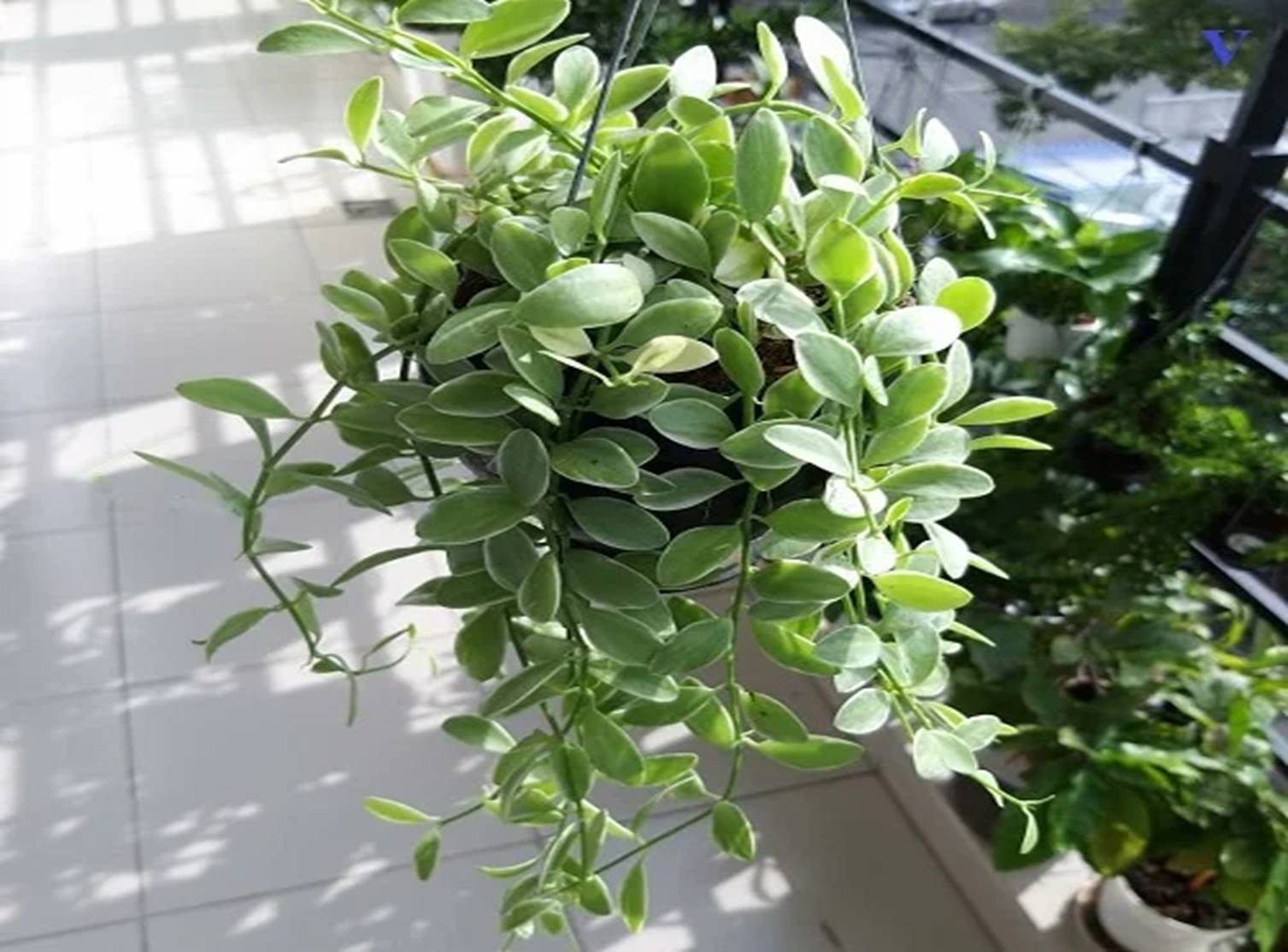 Ban công nhà giàu chuộng nhất 5 cây cảnh này: Thanh lọc không khí, tốt cho sức khỏe lại giúp chủ nhân hút may mắn-5