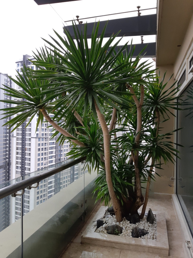 Ban công nhà giàu chuộng nhất 5 cây cảnh này: Thanh lọc không khí, tốt cho sức khỏe lại giúp chủ nhân hút may mắn-6