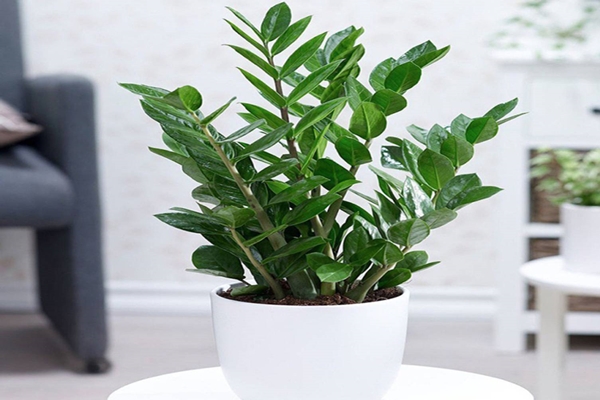 Người thông minh bí mật trồng 6 cây cảnh trong nhà: Vừa gia tăng vận khí lại biết nuốt bụi bẩn, làm đẹp không gian-7