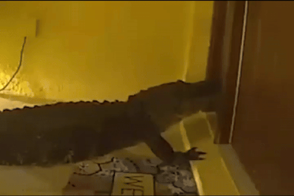 Camera ghi lại hành động xấu xí của người đàn ông trong cửa hàng ăn-1