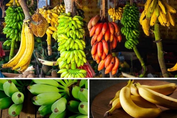 Ăn chuối gây tăng cân hay giúp giảm cân?-1